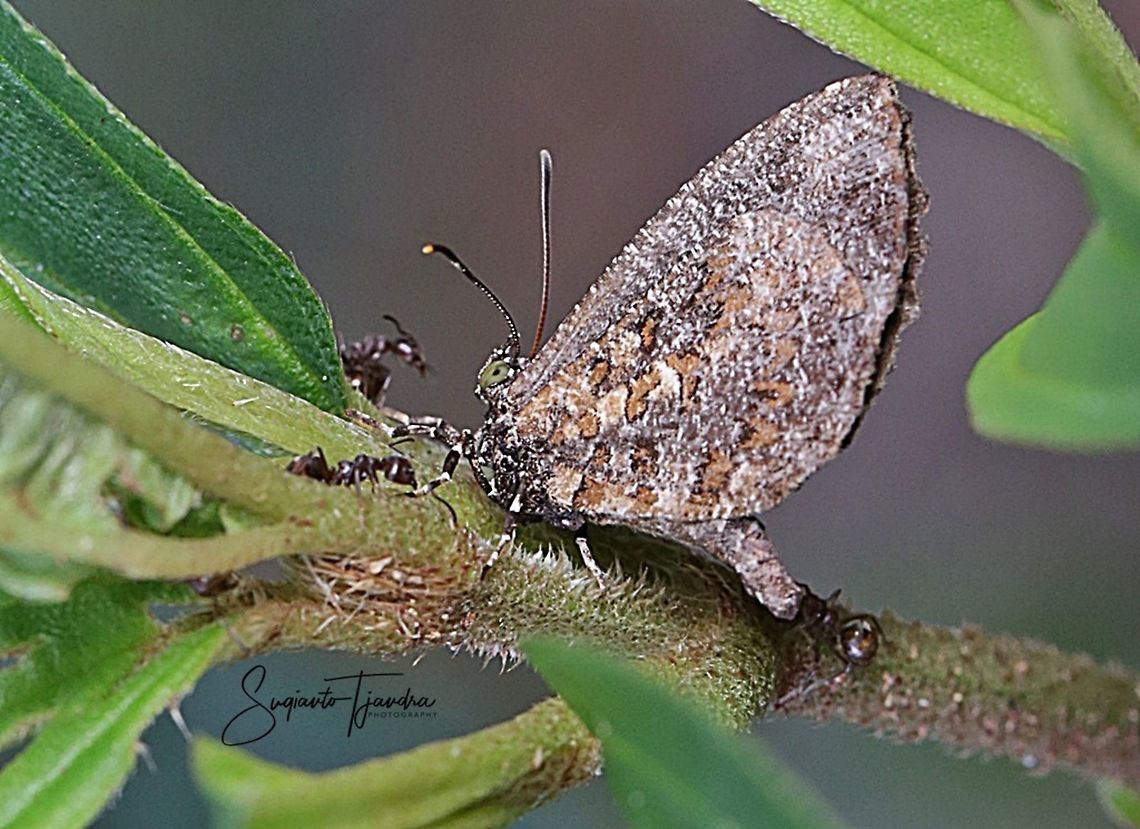 Pale Mottle Butterfly (Logania marmorata damis)  Geotagged,Indonesia,Logania marmorata,Pale Mottle,Summer