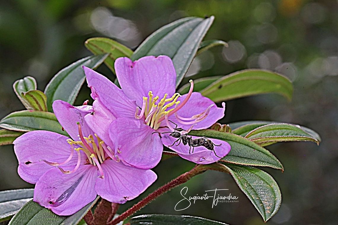 Princess Flower, Tibouchina urvilleana (Melastomataceae Sp) & Black Ant  Geotagged,Indonesia,Summer,Tibouchina urvilleana