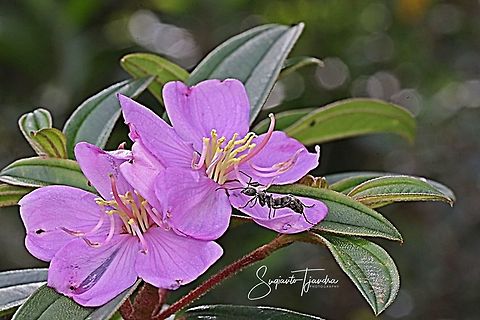 Princess Flower, Tibouchina urvilleana (Melastomataceae Sp) & Black Ant  Geotagged,Indonesia,Summer,Tibouchina urvilleana