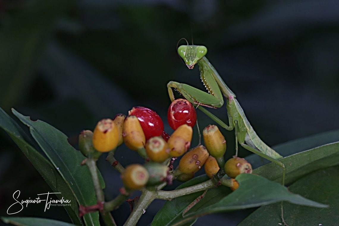 "Do you want some fruits???" Praying Mantis, Hierodula sp  Geotagged,Indonesia,Summer