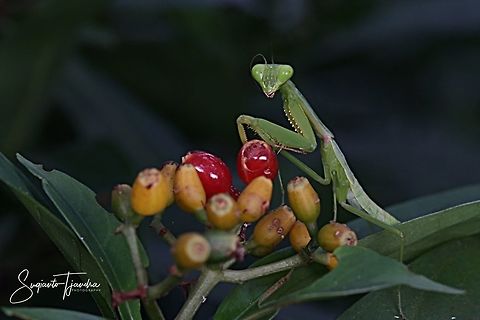 "Do you want some fruits???" Praying Mantis, Hierodula sp  Geotagged,Indonesia,Summer