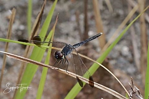 Dragonfly  Geotagged,Indonesia,Summer