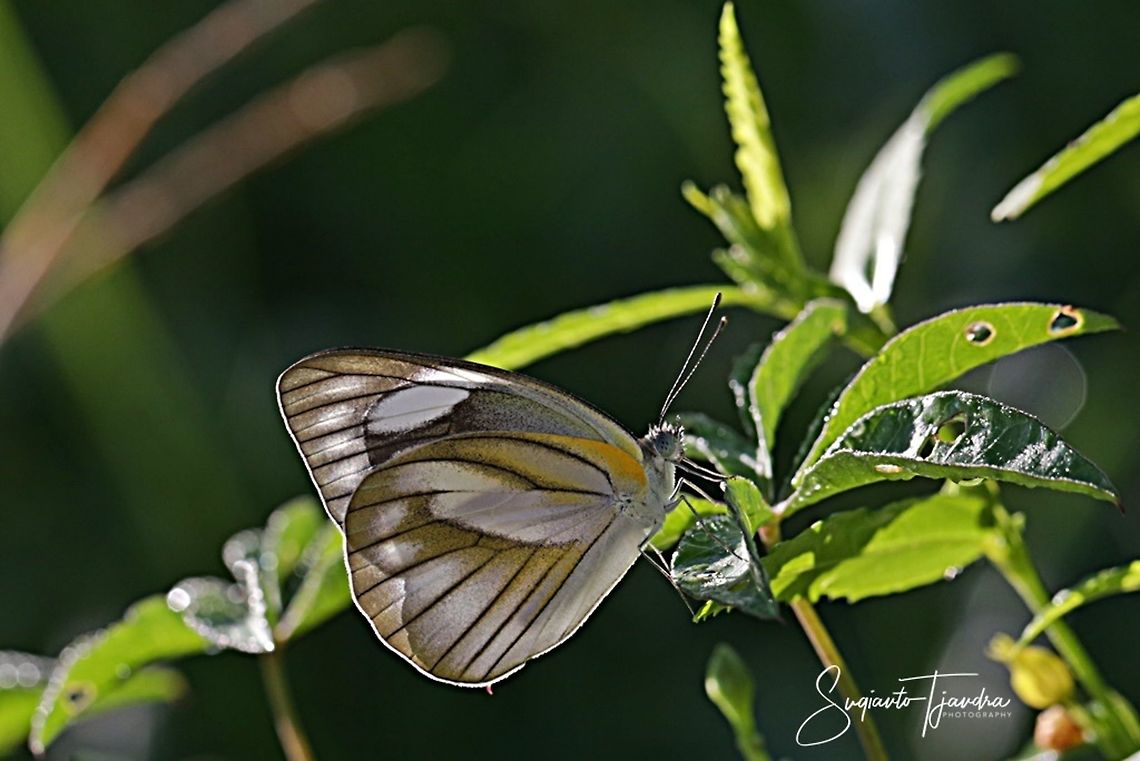 Striped Albatross, Appias libythea  Appias libythea,Geotagged,Indonesia,Striped albatross,Summer