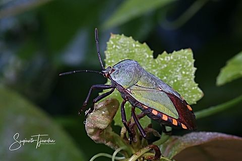 Golden Green Giant Shield Bug, Pycanum rubens (family of  Tessaratomidae )  Geotagged,Giant Shield Bug,Indonesia,Pycanum rubens,Summer