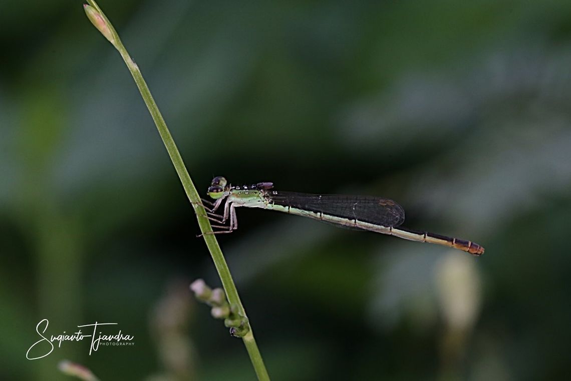 Green Damselfly  Geotagged,Indonesia,Summer