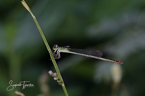 Green Damselfly  Geotagged,Indonesia,Summer
