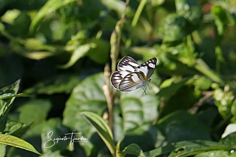 Striped Albatross, Appias libythea  Appias libythea,Geotagged,Indonesia,Striped albatross,Summer
