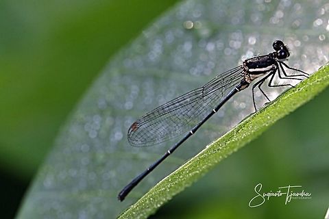 Black Damselfly  Geotagged,Indonesia,Summer