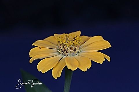 Zinnia flower - Yellow  Geotagged,Indonesia,Summer