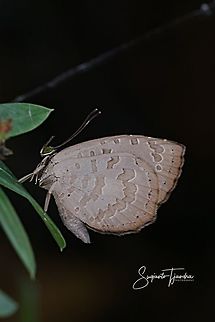Bigg's Brownie (Miletus biggsii biggsii)  Biggs brownie,Geotagged,Indonesia,Miletus biggsii,Summer