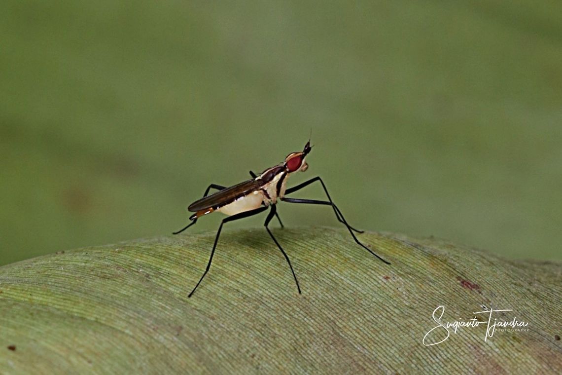 Banana Stalk fly, Neriidae  Geotagged,Indonesia,Summer