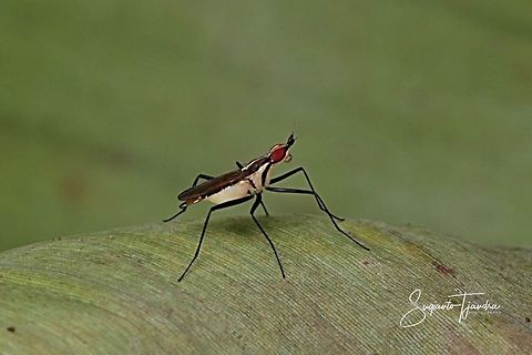Banana Stalk fly, Neriidae  Geotagged,Indonesia,Summer