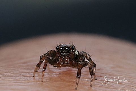 Jumping Spider  Geotagged,Indonesia,Summer