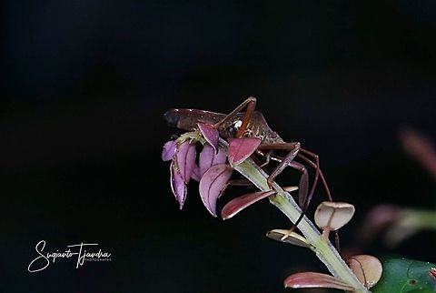 Brown leaf footed bug (Coreidae)  Geotagged,Indonesia,Summer