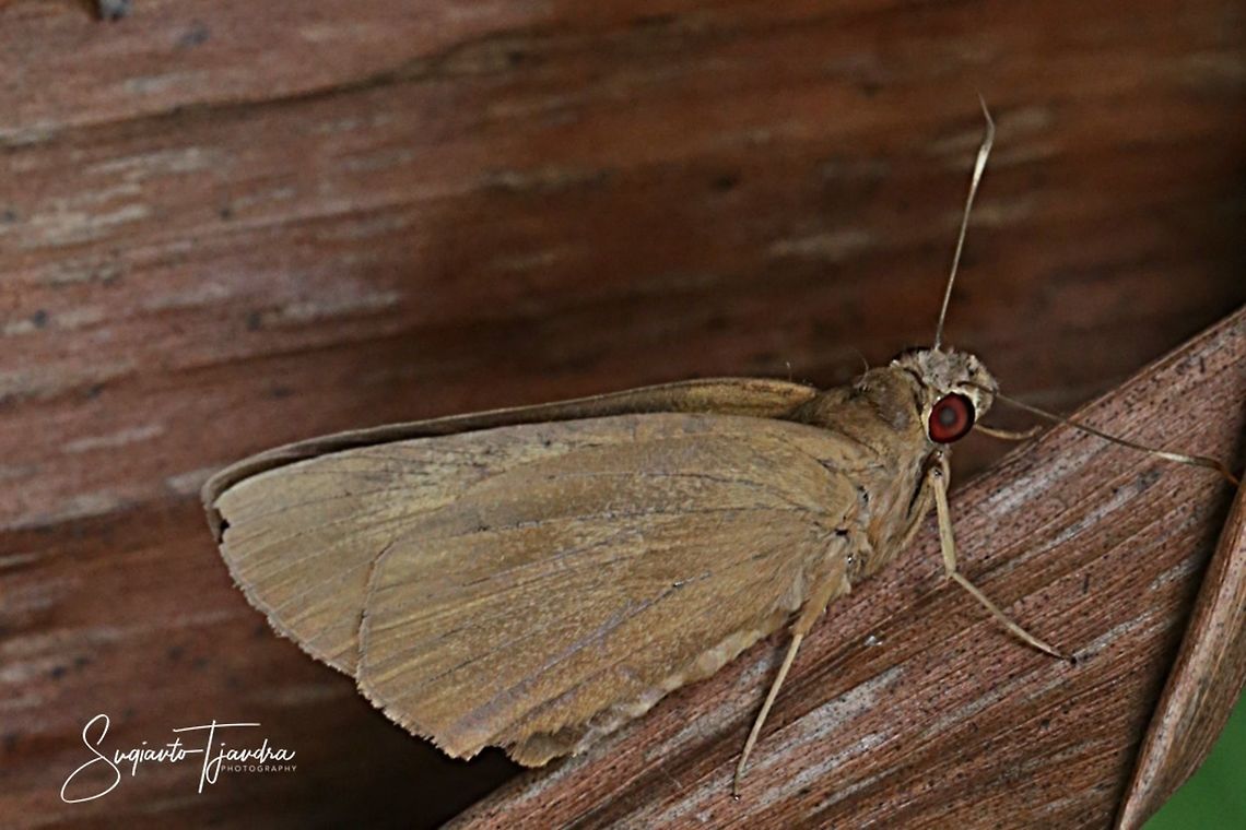 Red-Eyed Banana Skipper Butterfly - Erionota sp  Geotagged,Indonesia,Summer