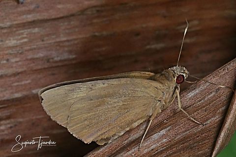Red-Eyed Banana Skipper Butterfly - Erionota sp  Geotagged,Indonesia,Summer