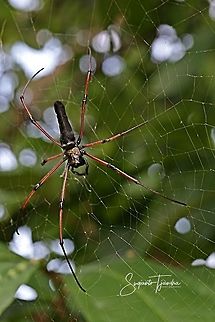 Nephila Kuhlii Spider  Geotagged,Indonesia,Nephila kuhlii,Summer