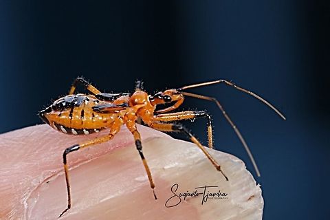 Milkweed assasin bug- nymph (Zelus longipes Linnaeus)  Geotagged,Indonesia,Summer