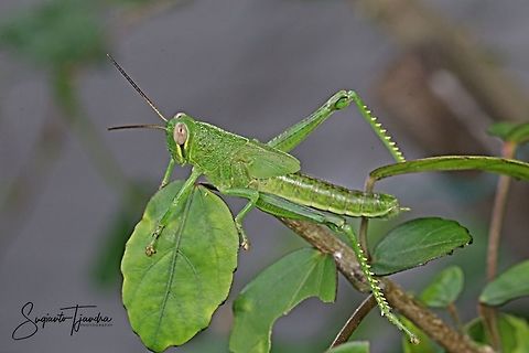 Green Locust nymph  Geotagged,Indonesia,Summer