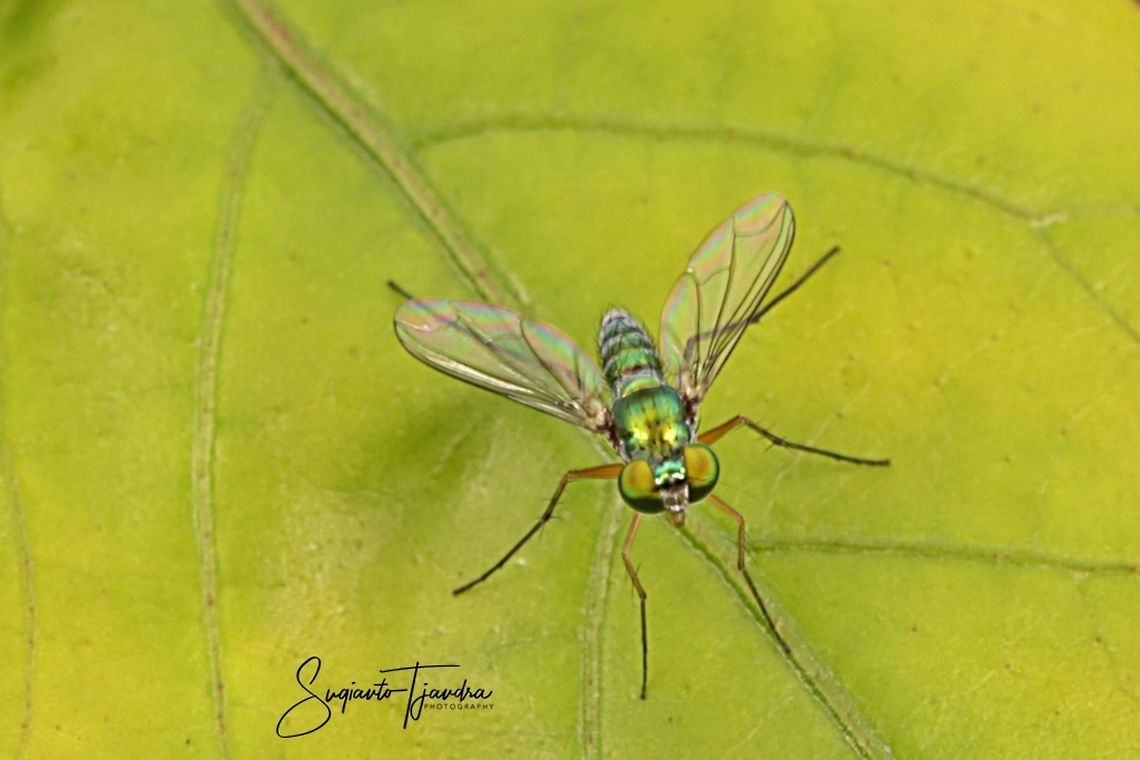 Green long-legged fly  Geotagged,Indonesia,Summer