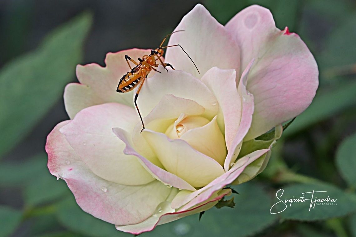 Rose & Milkweed assasin bug- nymph (Zelus longipes Linnaeus)  Geotagged,Indonesia,Summer