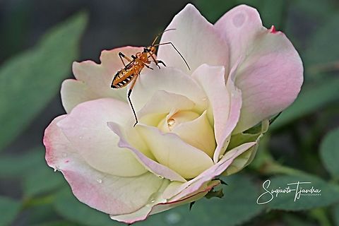 Rose & Milkweed assasin bug- nymph (Zelus longipes Linnaeus)  Geotagged,Indonesia,Summer