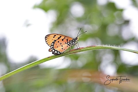 Tawny Coster Butterfly, Acraea terpsicore Linnaeus  Acraea terpsicore,Geotagged,Indonesia,Summer,Tawny Coster