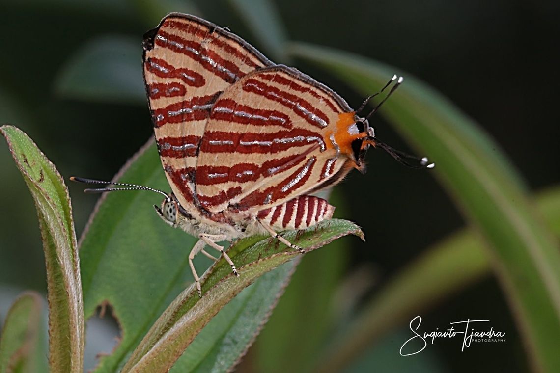 Long-banded Silver Line (Spindasis Iohita, Lycaenidae)  Cigaritis lohita,Geotagged,Indonesia,Long-banded silverline,Summer