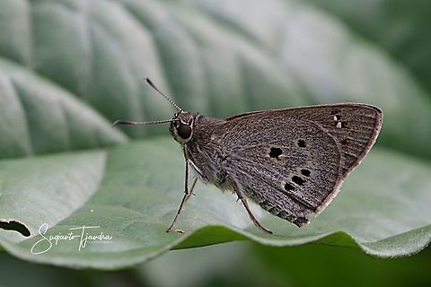 Palm Bob Skipper butterfly (Suastus gremius gremius)  Geotagged,Indonesia,Palm Bob,Suastus gremius,Summer