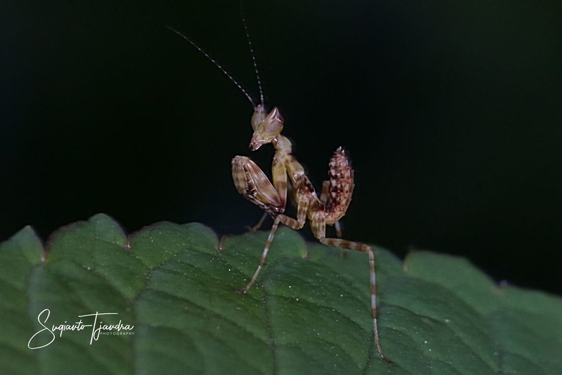 Mini flower mantis  Geotagged,Indonesia,Summer