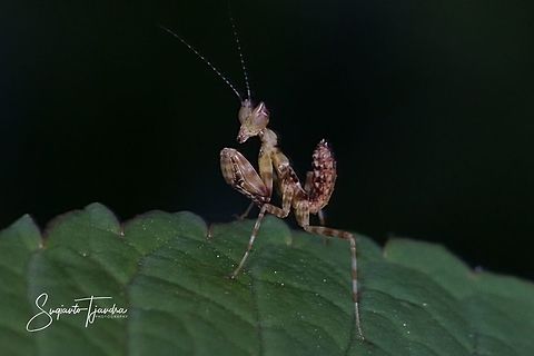Mini flower mantis  Geotagged,Indonesia,Summer