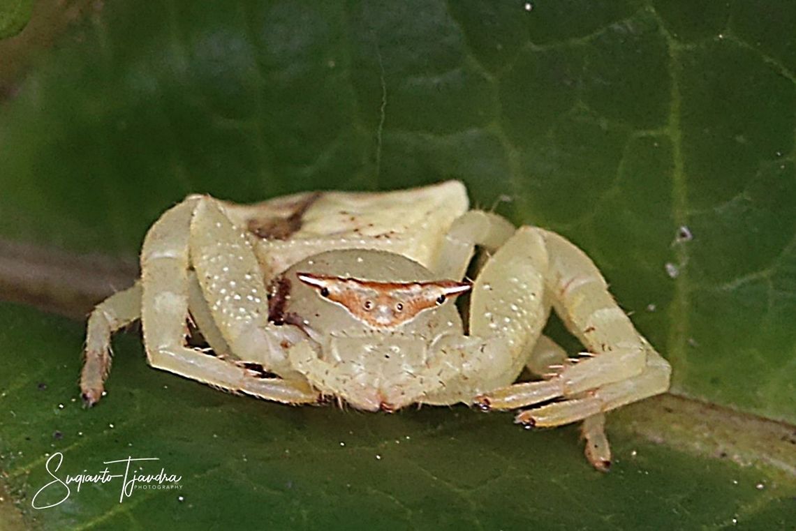 White crab spider (Misumena vatia)  Geotagged,Indonesia,Summer