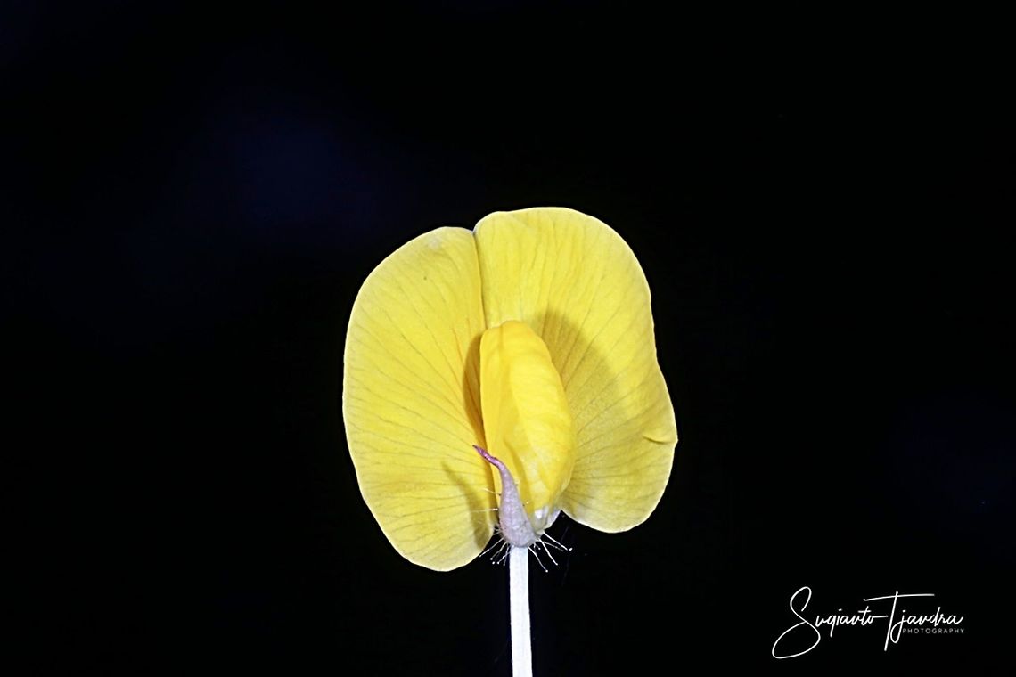 Arachis pintoi flower  Arachis pintoi,Geotagged,Indonesia,Pinto Peanut,Summer