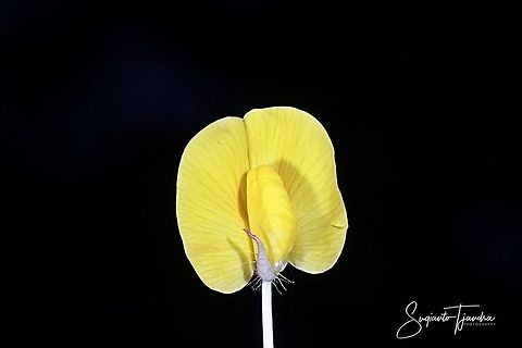 Arachis pintoi flower  Arachis pintoi,Geotagged,Indonesia,Pinto Peanut,Summer