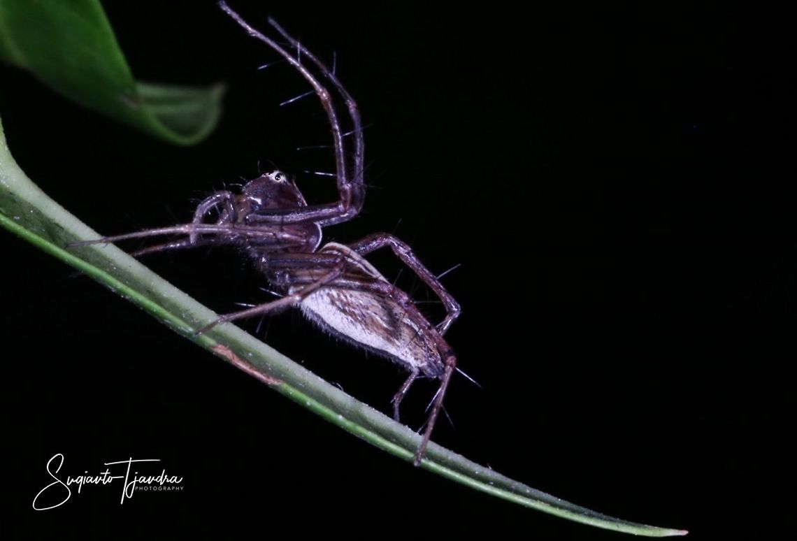 Lynx Spider  Geotagged,Indonesia,Summer