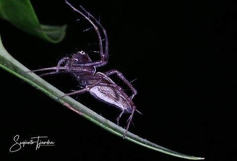 Lynx Spider  Geotagged,Indonesia,Summer