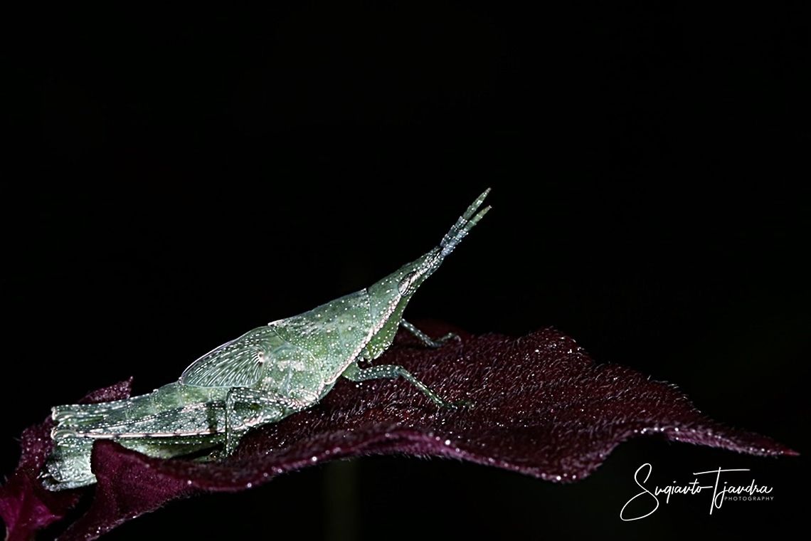 Vegetable grasshopper, Pyrgomorphidae (Atractomorpha sp)  Geotagged,Indonesia,Summer