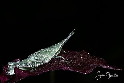 Vegetable grasshopper, Pyrgomorphidae (Atractomorpha sp)  Geotagged,Indonesia,Summer