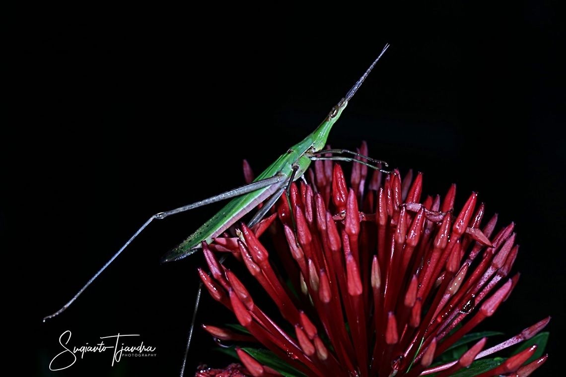 Acrida Cinerea Antennata grasshopper  Acrida cinerea,Chinese grasshopper,Geotagged,Indonesia,Summer