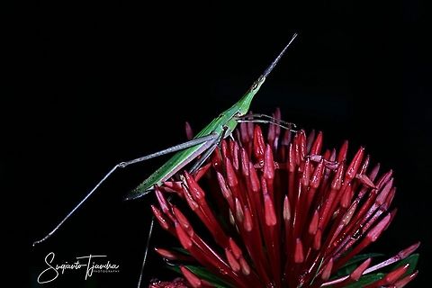 Acrida Cinerea Antennata grasshopper  Acrida cinerea,Chinese grasshopper,Geotagged,Indonesia,Summer