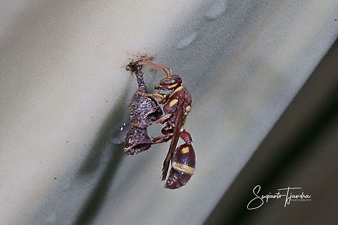 Small Brown Paper Wasp, Ropalidia Sp  Geotagged,Indonesia,Summer