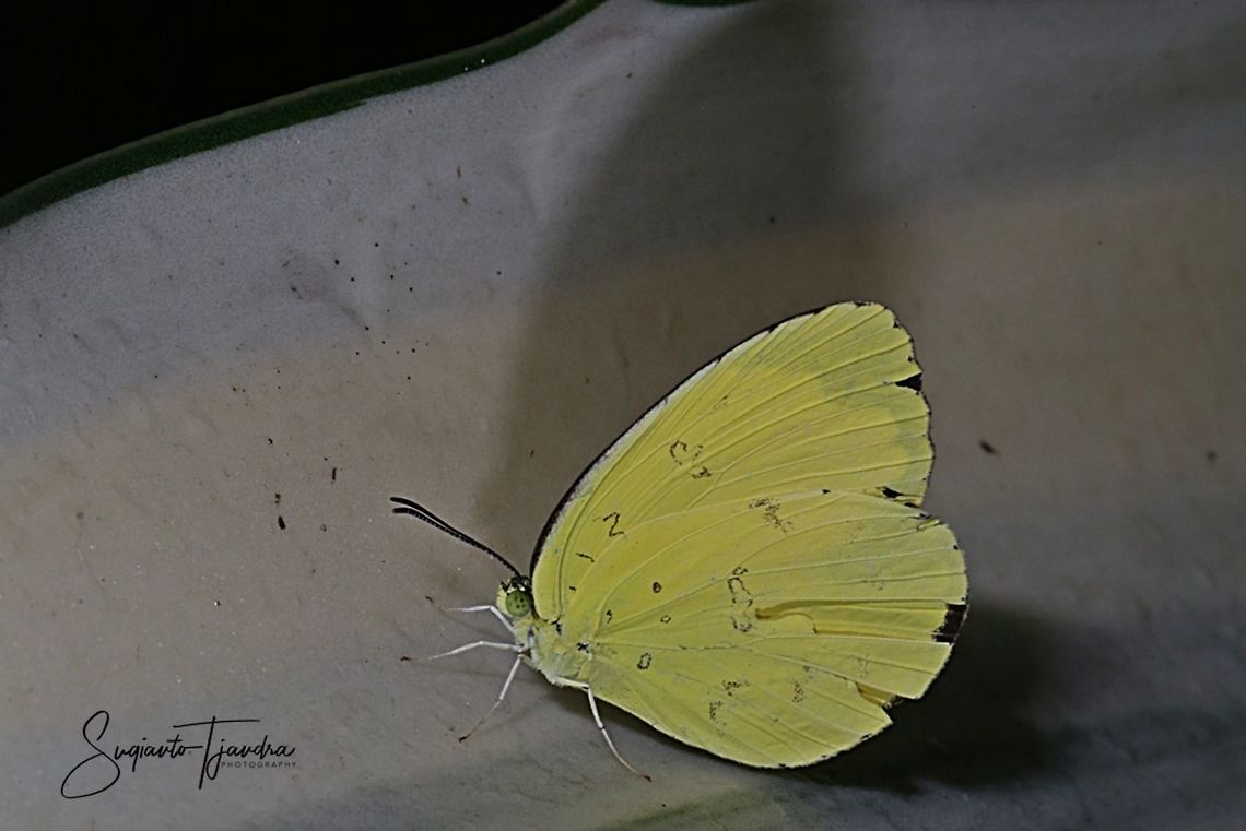 Three-spot grass yellow, Eurema blanda  Eurema blanda,Geotagged,Indonesia,Summer,Three-spot grass yellow
