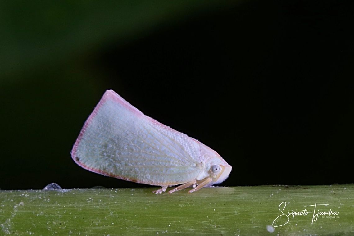 Planthopper, Lawana Candida, Flatidae  Geotagged,Indonesia,Lawana candida,Summer,Winter