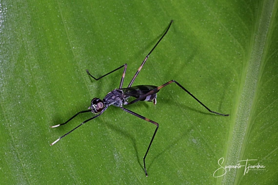 Stilt-legged fly, Micropezidae Sp  Geotagged,Indonesia,Summer