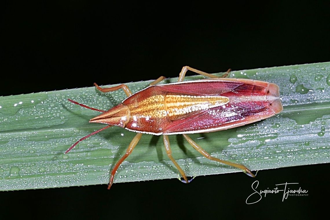 Heteroptera Pentatomoidea (Megarrhamphus truncatus.)  Geotagged,Indonesia,Summer
