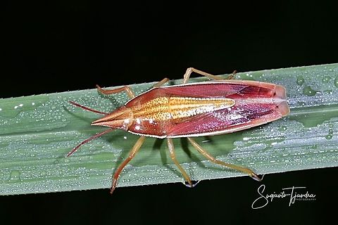 Heteroptera Pentatomoidea (Megarrhamphus truncatus.)  Geotagged,Indonesia,Summer