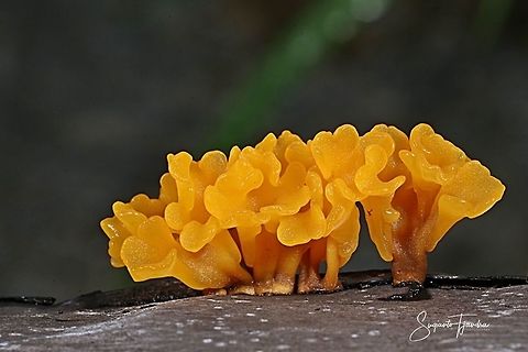 Yellow Fungus, Dacryopinax spathularia  Dacryopinax spathularia,Geotagged,Indonesia,Summer