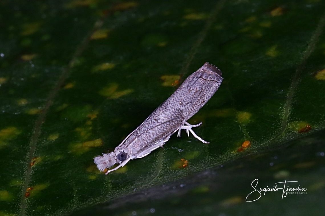 Culladia hastiferalis, Crambidae (Grass moths)  Culladia hastiferalis,Geotagged,Indonesia,Summer