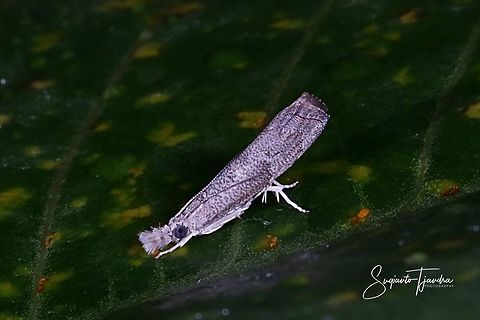 Culladia hastiferalis, Crambidae (Grass moths)  Culladia hastiferalis,Geotagged,Indonesia,Summer