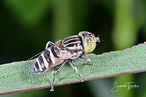Big-headed Hoverfly, Eristalinus megacephalus sp  Eristalinus megacephalus,Geotagged,Indonesia,Summer